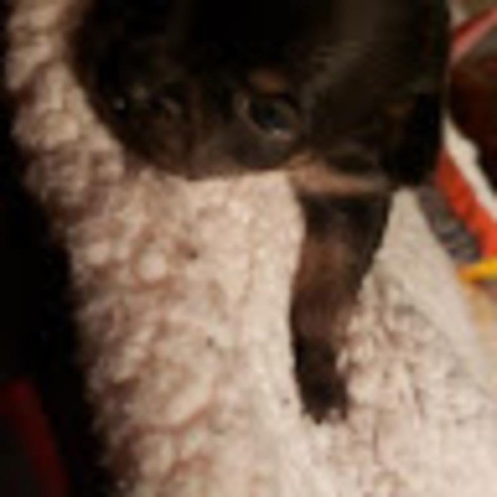 Meet your Posher, Gabrielle rose